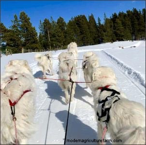 ホームステッドドッグ:農場や家族向けの多目的犬歯 
