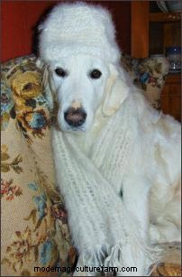 ホームステッドドッグ:農場や家族向けの多目的犬歯 
