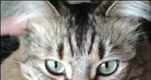Rescatar mascotas con necesidades especiales:una guía para el rescate en Homestead 