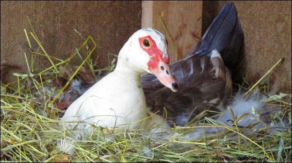 Barbarijse eenden grootbrengen:Homesteading-lessen van een broedende kudde 