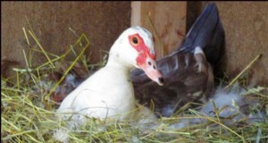 Barbarijse eenden grootbrengen:Homesteading-lessen van een broedende kudde 