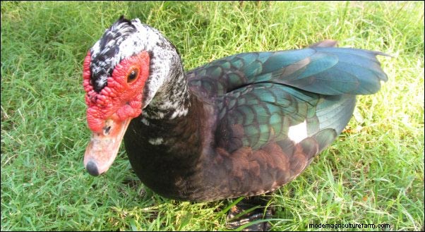 Barbarijse eenden grootbrengen:Homesteading-lessen van een broedende kudde 