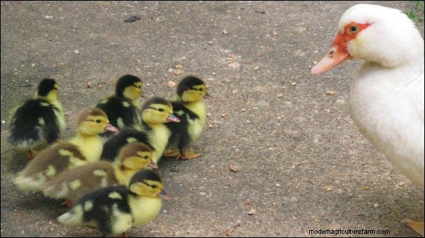 Barbarijse eenden grootbrengen:Homesteading-lessen van een broedende kudde 