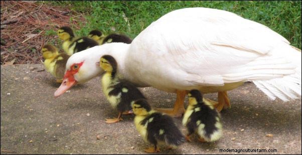 Barbarijse eenden grootbrengen:Homesteading-lessen van een broedende kudde 