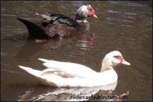 Barbarijse eenden grootbrengen:Homesteading-lessen van een broedende kudde 
