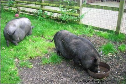 Hangbuikvarkens grootbrengen:een homesteading-onderneming en onverwachte winst 