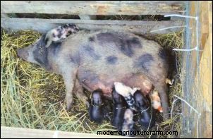 Hangbuikvarkens grootbrengen:een homesteading-onderneming en onverwachte winst 