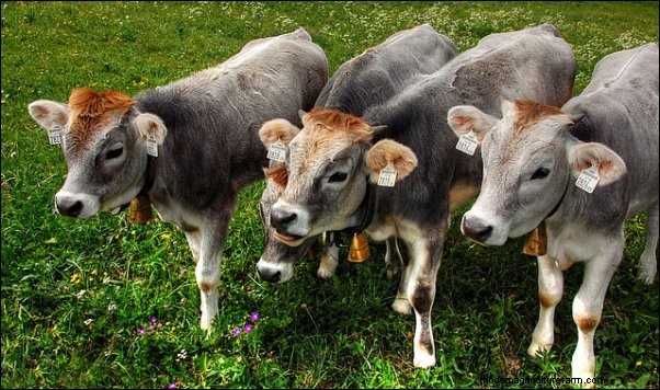 Puesta en marcha de una microcremería:una guía para agricultores 