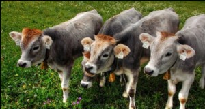 Micro-Creamery Startup:Ein Leitfaden für Homesteaders 