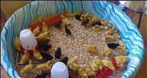 Iniciar un negocio de huevos de pato en el patio trasero:la historia de un principiante 