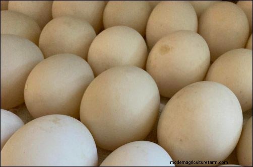 Iniciar un negocio de huevos de pato en el patio trasero:la historia de un principiante 