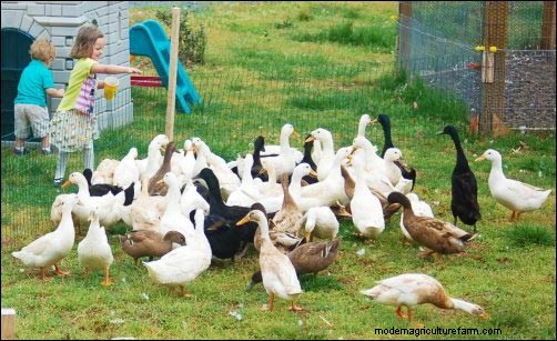 Iniciar un negocio de huevos de pato en el patio trasero:la historia de un principiante 