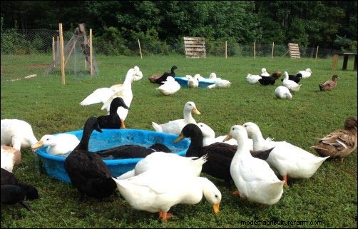 Iniciar un negocio de huevos de pato en el patio trasero:la historia de un principiante 