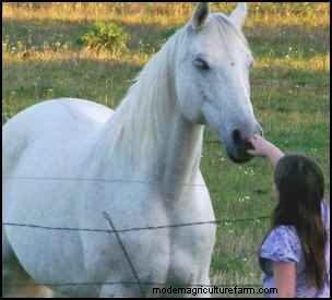 Adoptar caballos de rescate:una guía para encontrar su compañero perfecto 