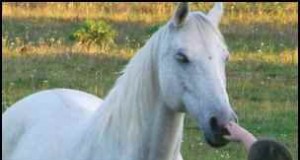 Adoptar caballos de rescate:una guía para encontrar su compañero perfecto 