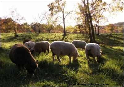 Babydoll Southdown Sheep:animales de fibra encantadores y suaves 