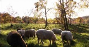 Babydoll Southdown Sheep:animales de fibra encantadores y suaves 