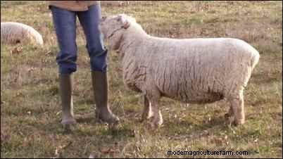 Babydoll Southdown Sheep:animales de fibra encantadores y suaves 