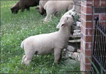 Babydoll Southdown Sheep:animales de fibra encantadores y suaves 