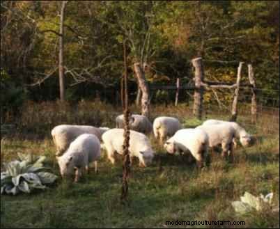 Babydoll Southdown Sheep:animales de fibra encantadores y suaves 