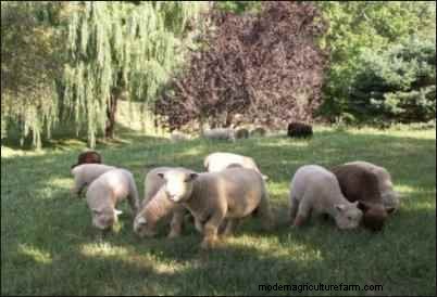 Babydoll Southdown Sheep:animales de fibra encantadores y suaves 