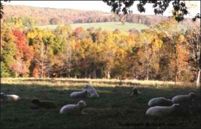 Babydoll Southdown Sheep:animales de fibra encantadores y suaves 