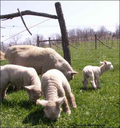 Babydoll Southdown Sheep:animales de fibra encantadores y suaves 
