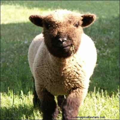 Babydoll Southdown Sheep:animales de fibra encantadores y suaves 