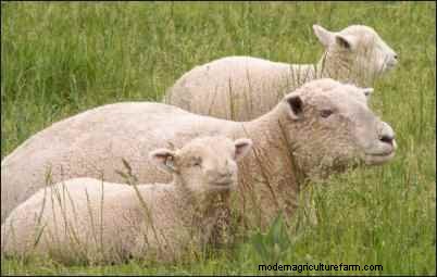 Babydoll Southdown Sheep:animales de fibra encantadores y suaves 