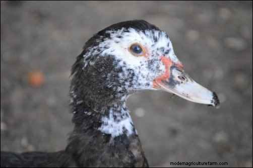 バリケンの飼育:ユニークな家禽の初心者向けガイド 