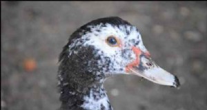 Crianza de patos criollos:una guía para principiantes sobre aves de corral únicas 