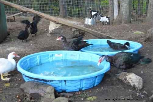 バリケンの飼育:ユニークな家禽の初心者向けガイド 