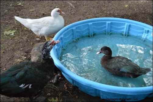 バリケンの飼育:ユニークな家禽の初心者向けガイド 