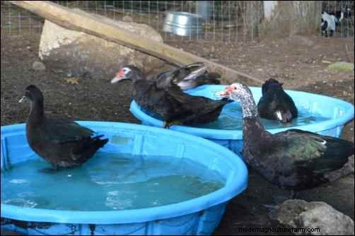 バリケンの飼育:ユニークな家禽の初心者向けガイド 
