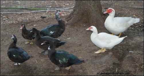 バリケンの飼育:ユニークな家禽の初心者向けガイド 
