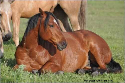 La storia di Astrid:il viaggio di un cavallo da salvataggio verso una nuova vita 