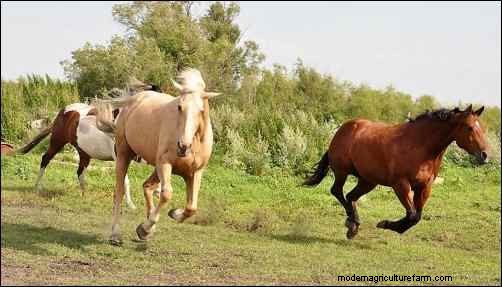 La storia di Astrid:il viaggio di un cavallo da salvataggio verso una nuova vita 