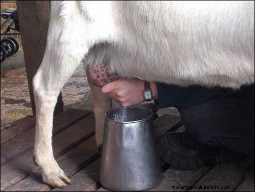 Recetas y productos de leche de cabra:usos deliciosos de la leche de cabra 
