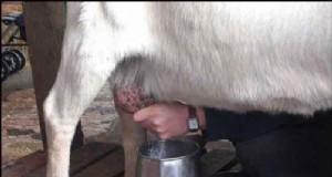 Recepten en producten voor geitenmelk:heerlijke toepassingen voor geitenmelk 