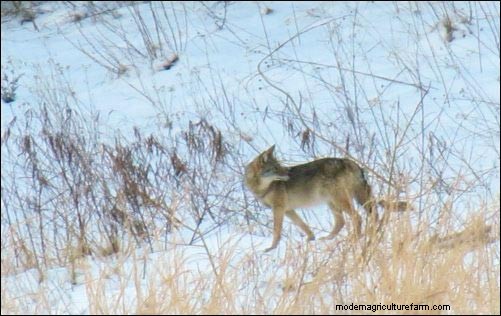 Coyote-aanvallen op vee:preventie en bescherming 
