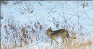 Coyote-aanvallen op vee:preventie en bescherming 