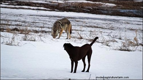 Coyote-aanvallen op vee:preventie en bescherming 