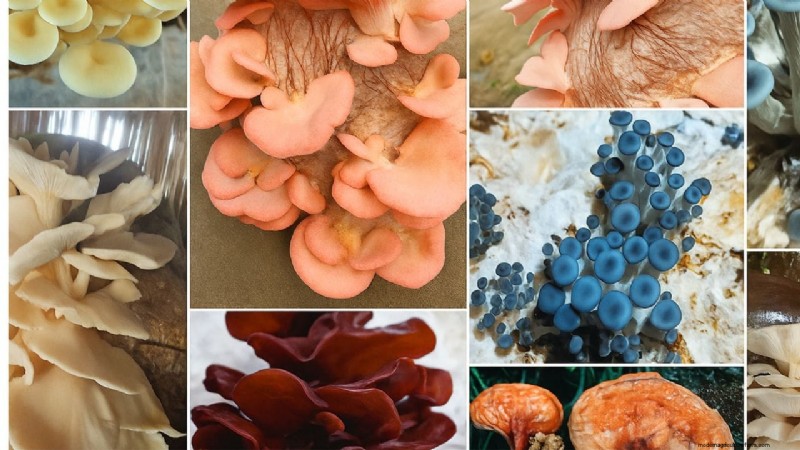 Rainbow Mushroom Farming:een winstgevende en duurzame gids 