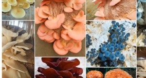 Rainbow Mushroom Farming:een winstgevende en duurzame gids 