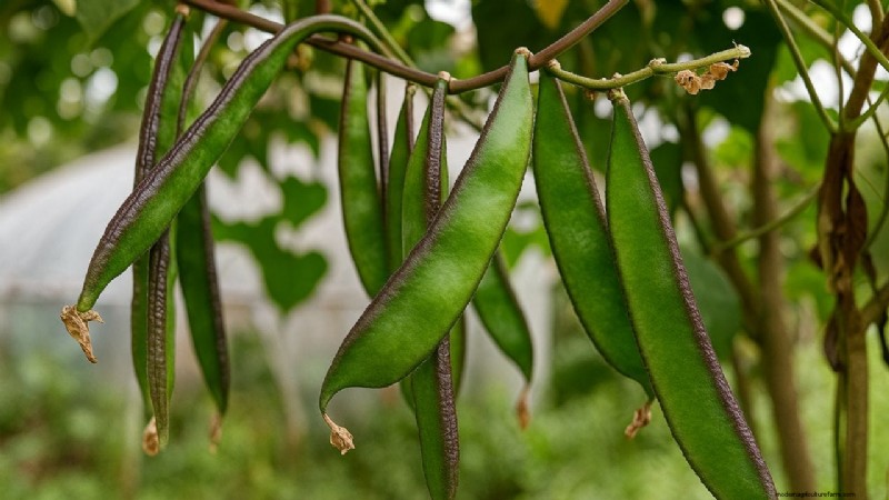 Lablab Bean:Anbau, Vorteile und Rentabilität für Landwirte 