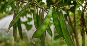 Lablab Bean:農家にとっての栽培、メリット、収益性 