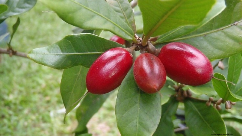 Wunderfrucht (Synsepalum dulcificum):Eine neuartige Nutzpflanze für Landwirte 