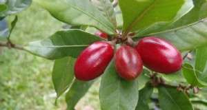 Wunderfrucht (Synsepalum dulcificum):Eine neuartige Nutzpflanze für Landwirte 