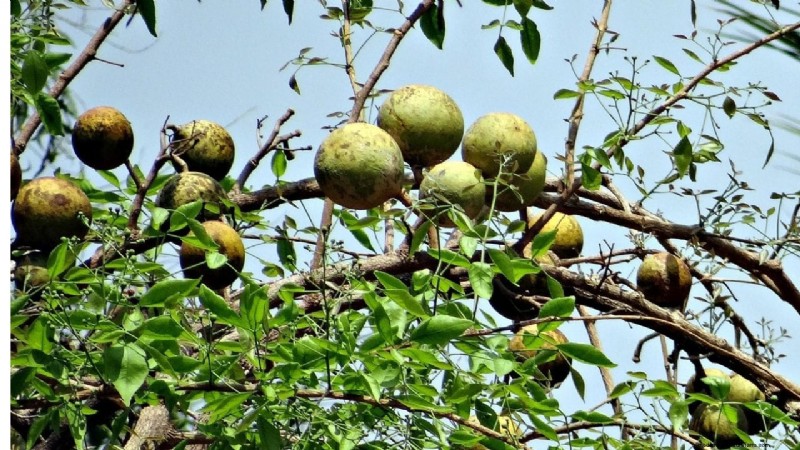CISH Bael-2:Ertragreiche Bael-Fruchtsorte – Ernährung und Gewinn 