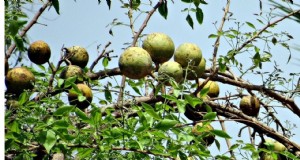 CISH Bael-2:varietà di frutta Bael ad alto rendimento - Nutrizione e profitto 